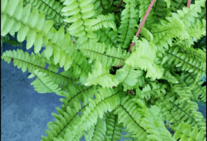 Captura desde 2025 11 18 10 00 54 300x204