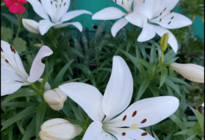 Captura desde 2025 11 18 10 01 06 300x204