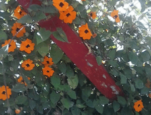 Captura desde 2025 11 18 10 59 28 300x229