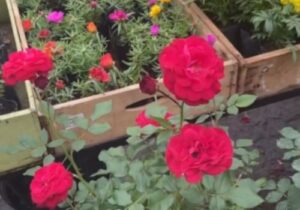 GE Vivero Alegria de Vivir 2 300x210