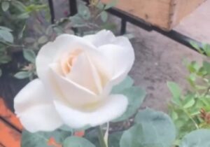 GE Vivero Alegria de Vivir 3 300x210