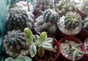 GE Vivero Ensenada 1 300x210