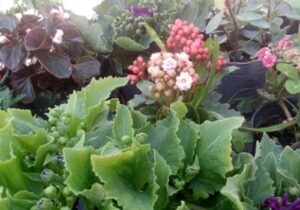 GE Vivero Ensenada 2 300x210