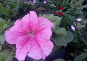 GE Vivero Ensenada 3 300x210