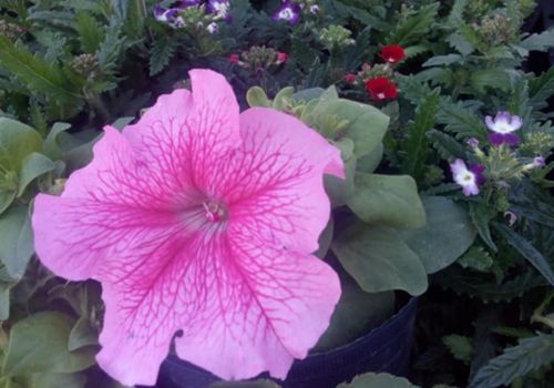 GE Vivero Ensenada 3