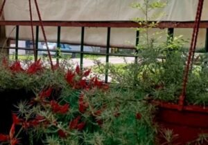 GE Vivero Los Colibries 1 300x210