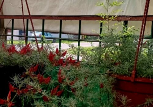 GE Vivero Los Colibries 1