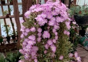 GE Vivero Los Colibries 2 300x210