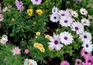 GE Vivero Los Colibries 3 300x210